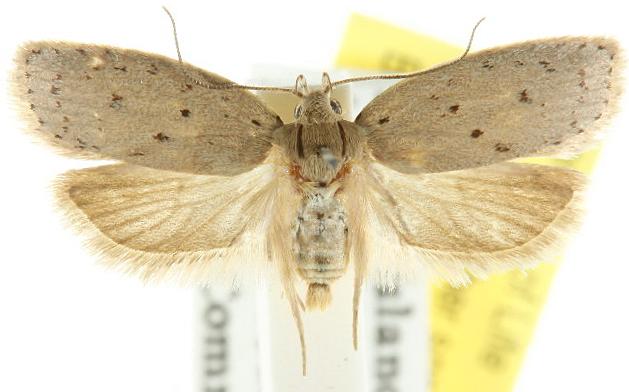 Brachynemata restricta