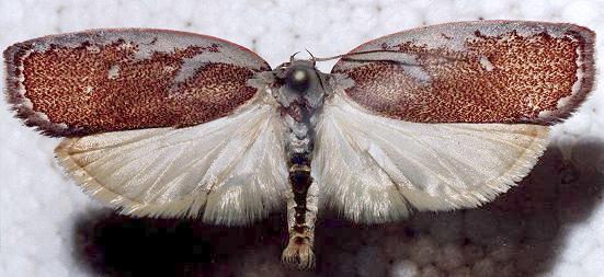 Euchaetis rhizobola