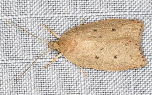 Garrha rubella