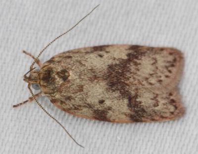 Oligoloba severa
