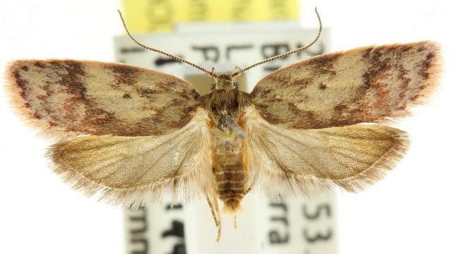 Oligoloba severa