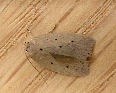 Ironopolia sobriella