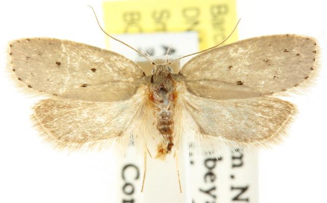 Ironopolia sobriella