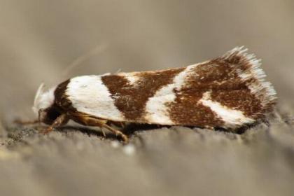 Eremnotypa steriphota