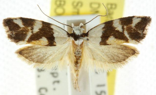 Eremnotypa steriphota