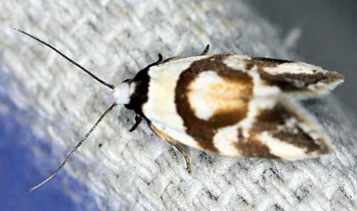 Eremnotypa steriphota