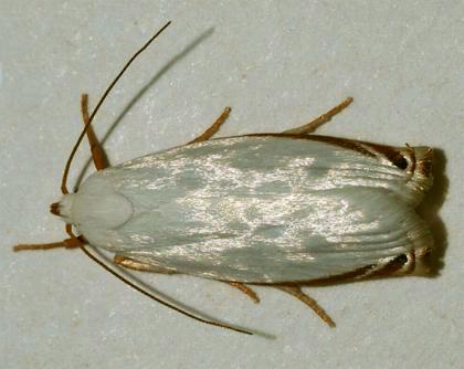 Plectophila acrochroa