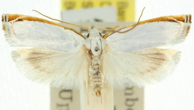 Plectophila acrochroa