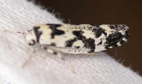 Lichenaula comparella