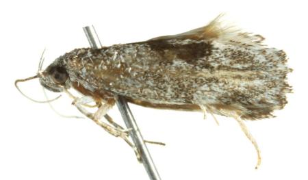 Lichenaula drosias