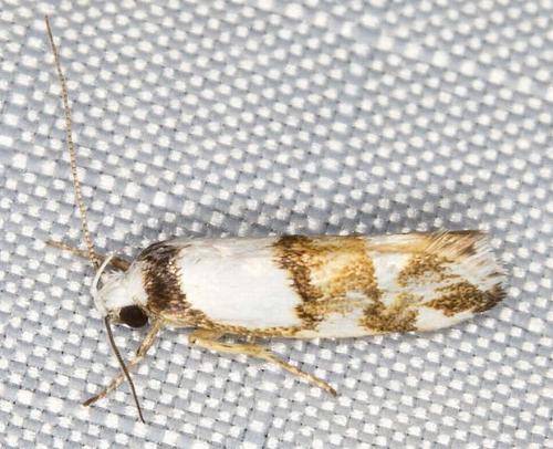 Zaphanaula hemileuca