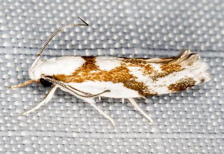 Lichenaula laniata