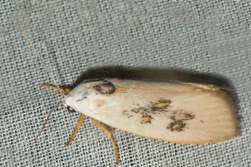 Brachybelistis pentachroa