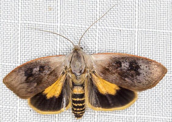 Brachybelistis pentachroa