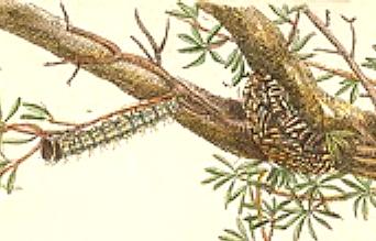 Cryptophasa pultenae