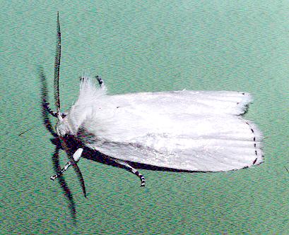 Cryptophasa pultenae