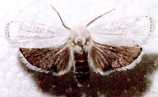 Cryptophasa pultenae