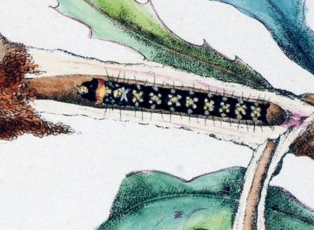 Cryptophasa spilonota