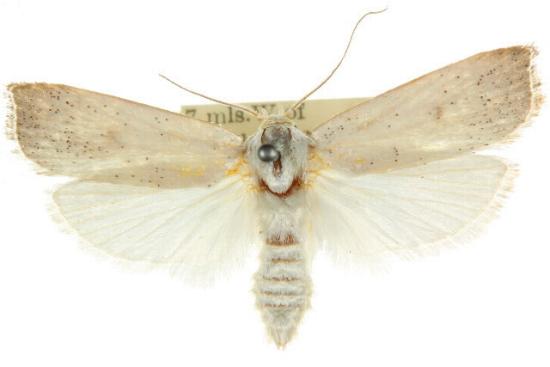 Cryptophasa spilonota