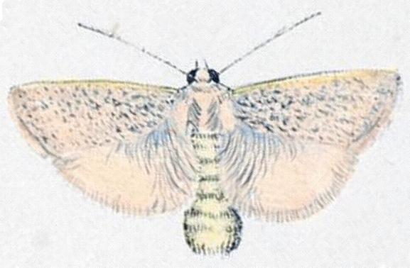 Cryptophasa spilonota