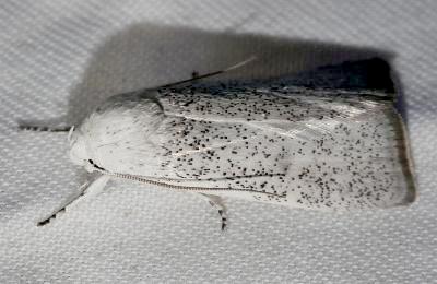 Cryptophasa spilonota