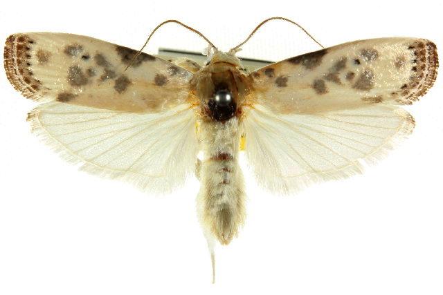 Arignota stercorata