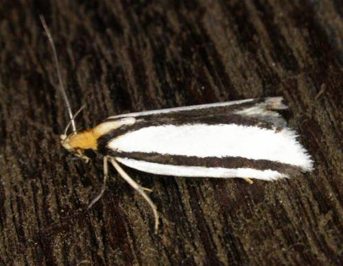 Xylorycta stereodesma