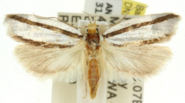 Xylorycta stereodesma