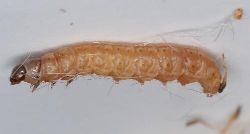 Scieropepla typhicola