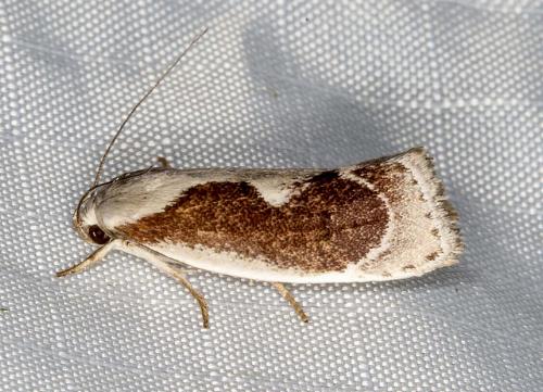 Lichenaula undulatella