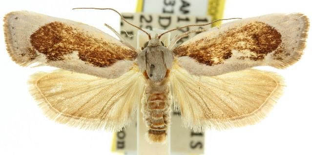 Lichenaula undulatella