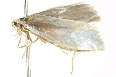 Chionogenes drosochlora