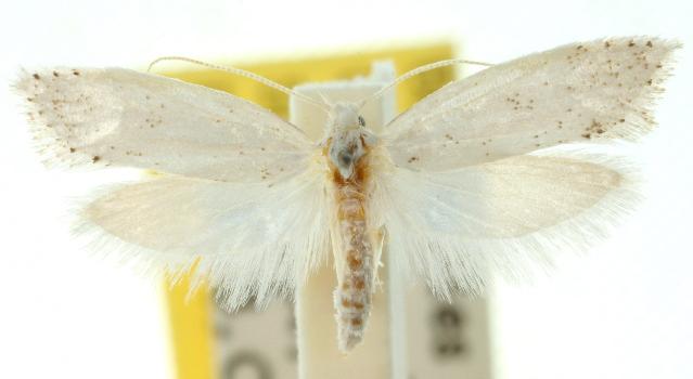 Chionogenes drosochlora