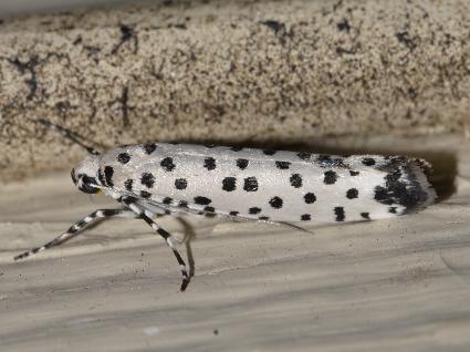 Yponomeuta internellus