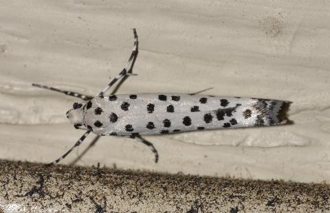 Yponomeuta internellus