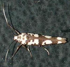 Teinoptila interruptella