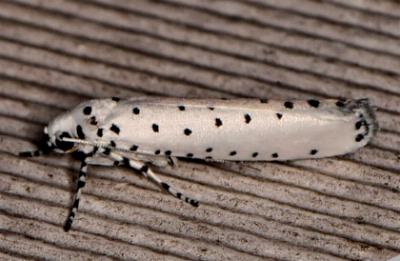 Yponomeuta myriosema