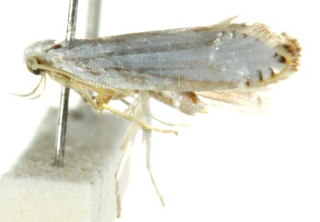 Chionogenes trimetra