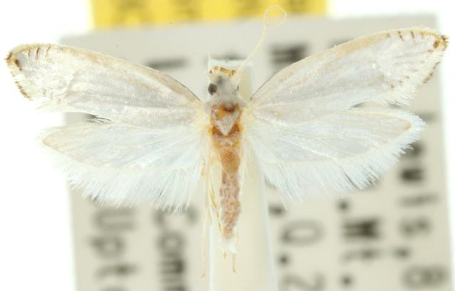 Chionogenes trimetra