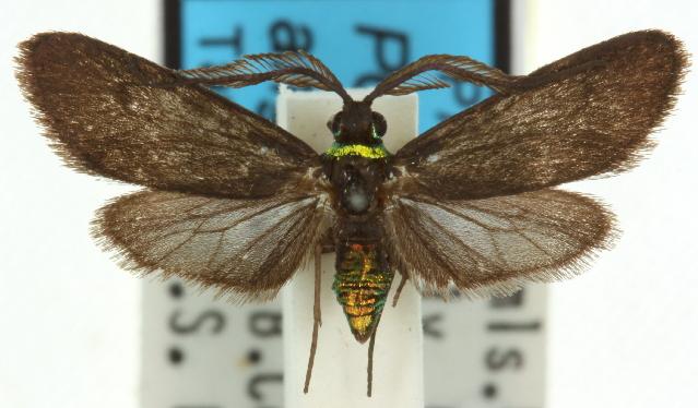 Pollanisus angustifrons