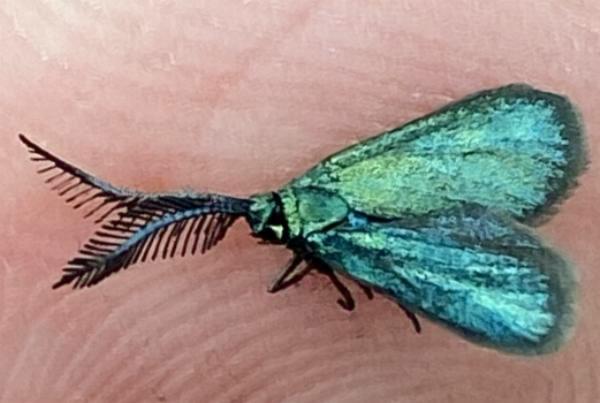 Pollanisus calliceros