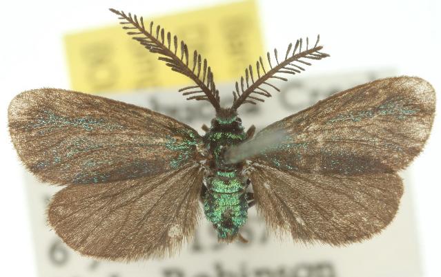 Pollanisus calliceros