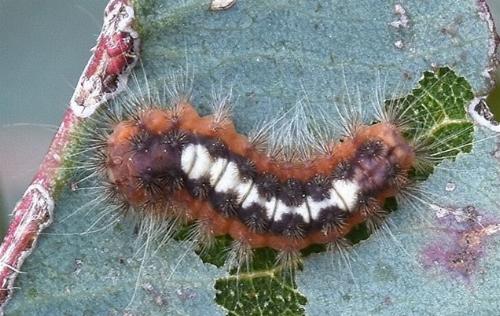 Hestiochora continentalis