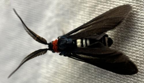 Hestiochora continentalis