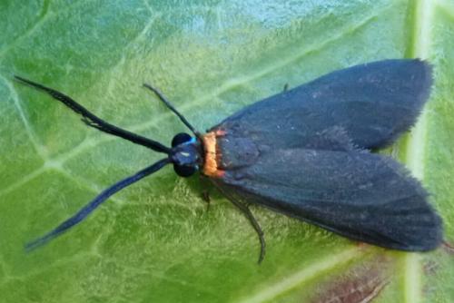 Pollanisus contrastus