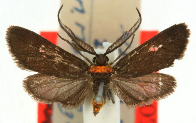 Pollanisus contrastus