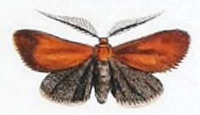 Pollanisus cupreus