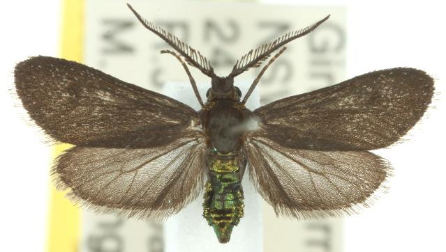 Pollanisus cyanota