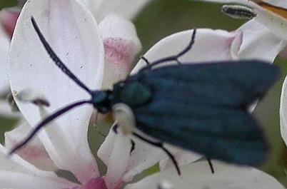 Turneriprocris dolens