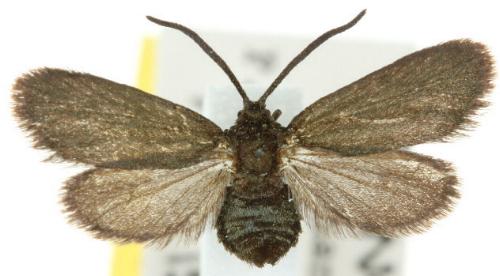 Turneriprocris dolens